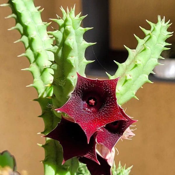 Image of Huernia Macrocarpa