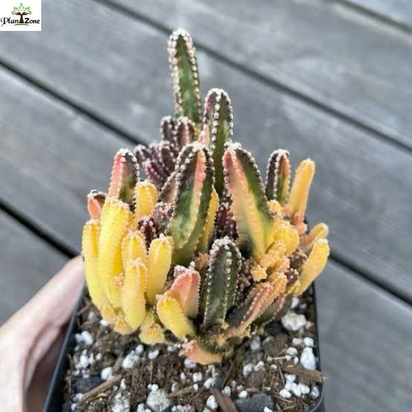 Image of Variegated fairy castle Cactus