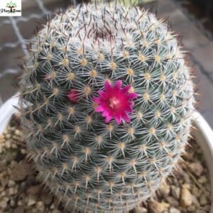 Image of Mammillaria Albilanata
