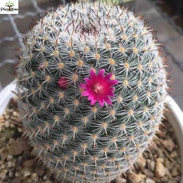 Image of Mammillaria Albilanata