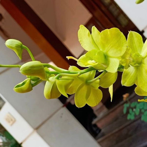 Dendrobium Margarita - Image 4