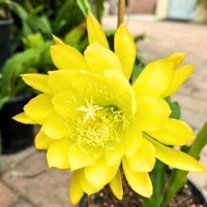 BrahmaKamal | Epiphyllum Old Vintage