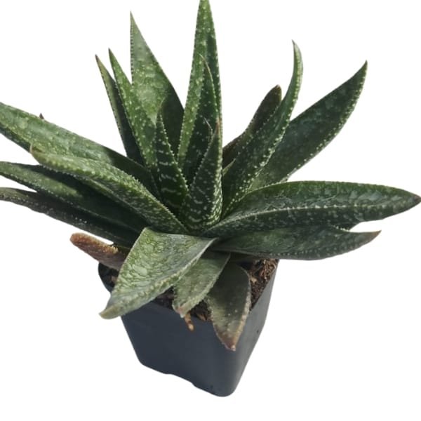 Aloe Brevifolia - Image 5