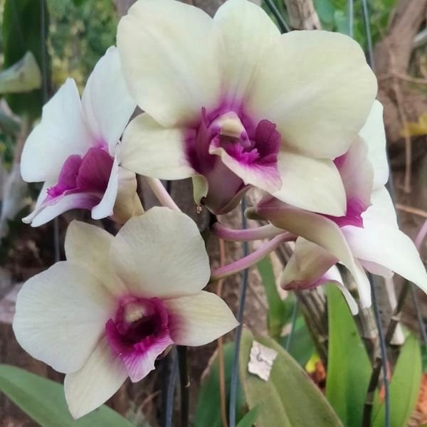 Dendrobium Airy Ice - Image 3