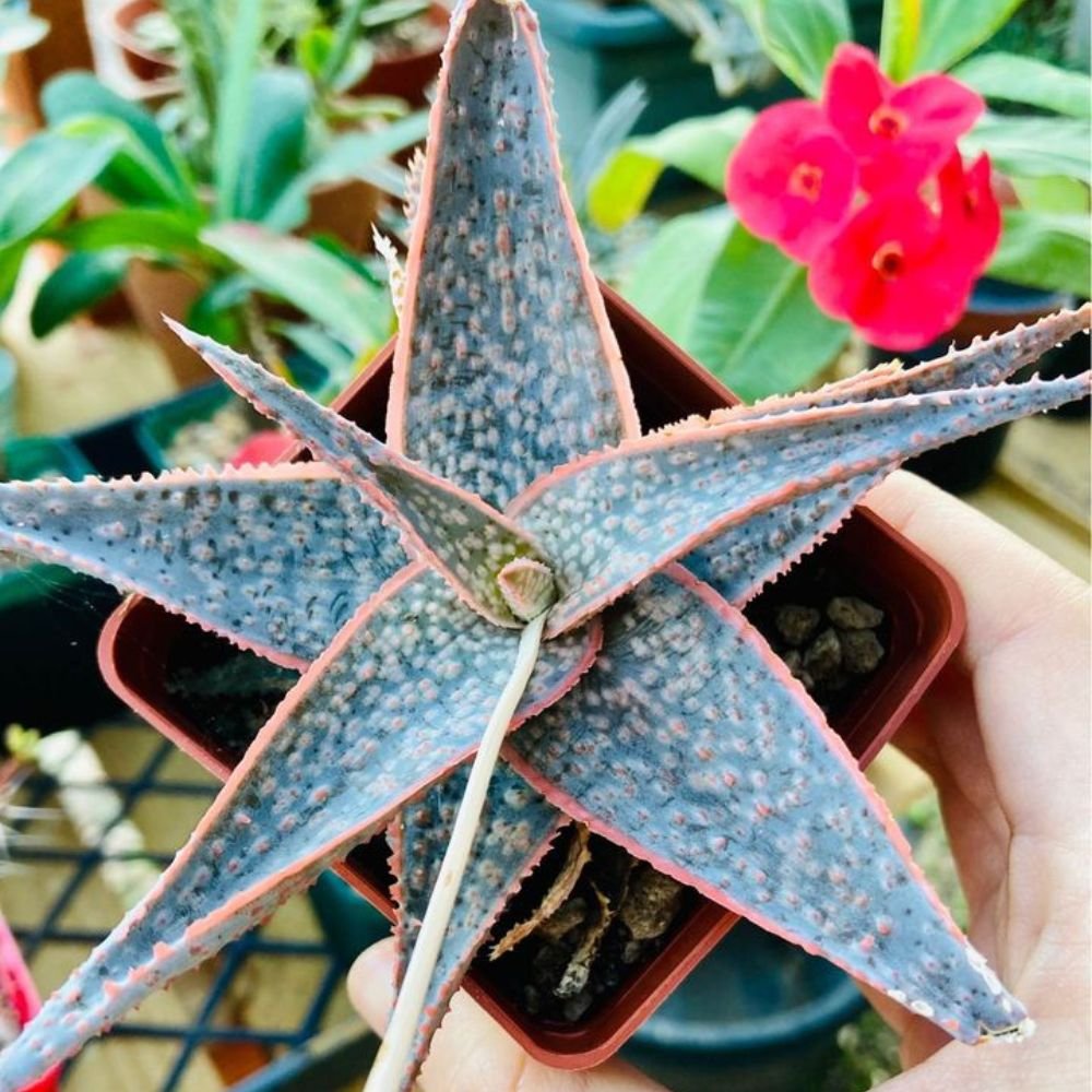 Aloe Bright Star