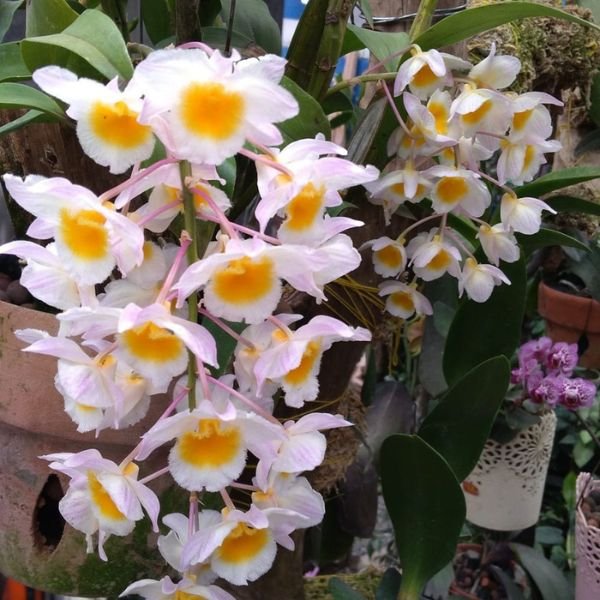 Dendrobium Farmeri Orchid - Image 5