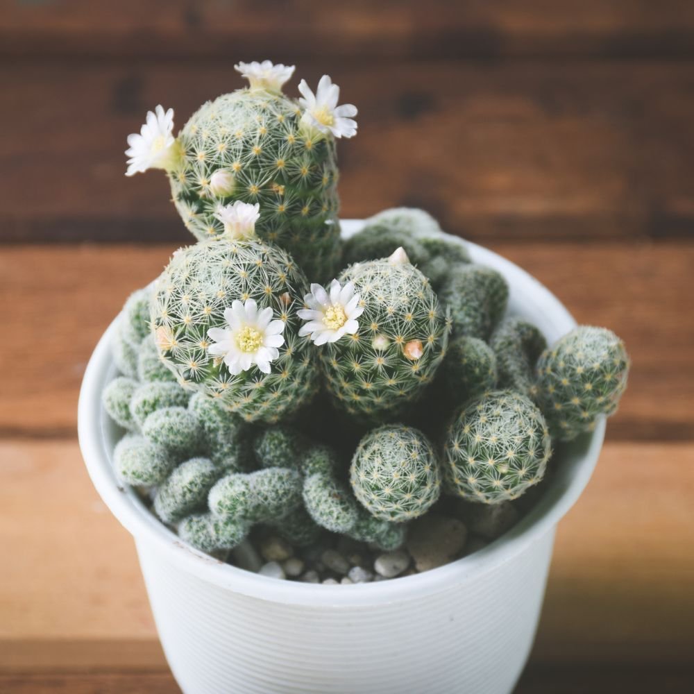 Mammillaria vetula