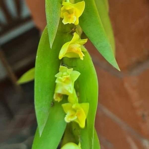 Dendrobium anceps - Image 5
