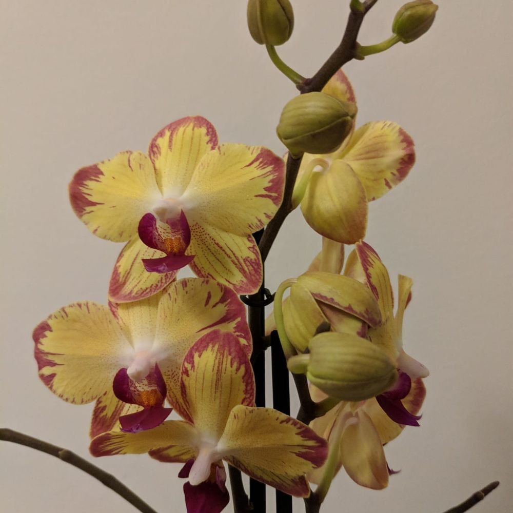 Phalaenopsis Papagayo Orchid - Image 3