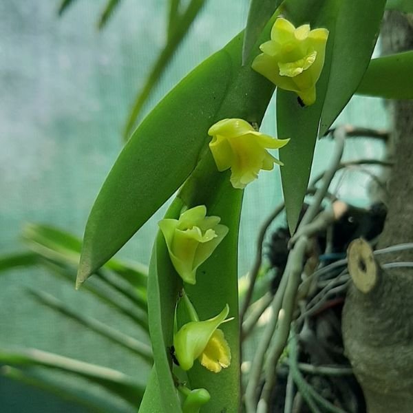 Dendrobium anceps - Image 4