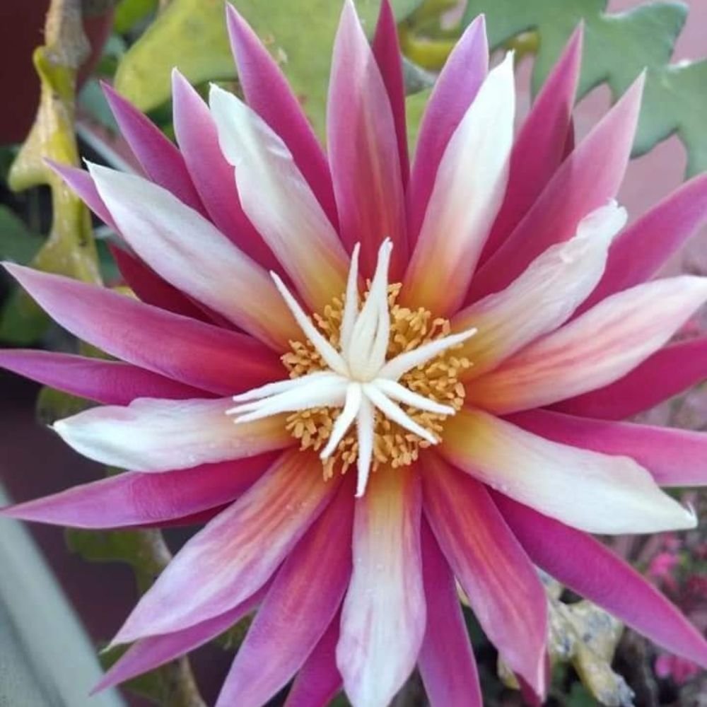 BrahmaKamal | Epiphyllum Fishbone - Image 3
