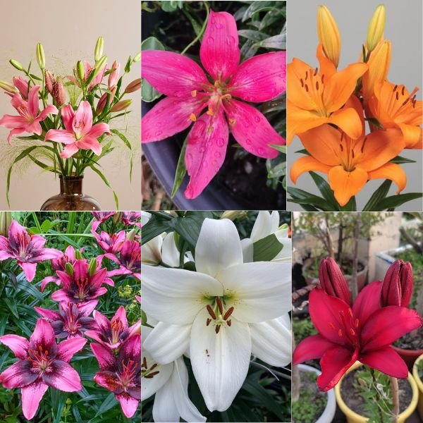 Lilium Bulbs Combo Set