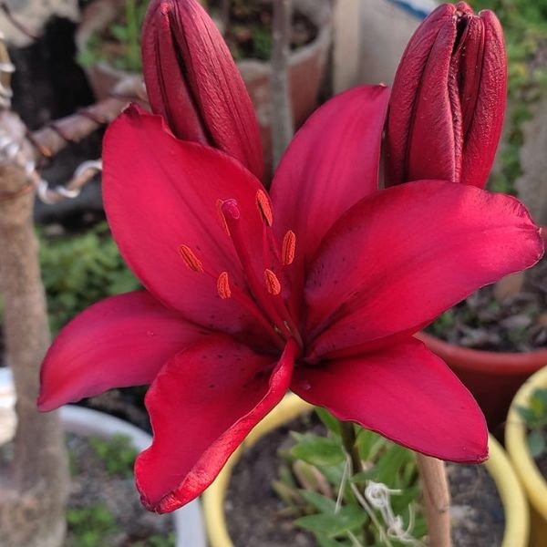 Lilium Bulbs Combo pack of 6 - Image 5