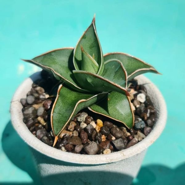 Sansevieria samurai dwarf (Indoor Plant)