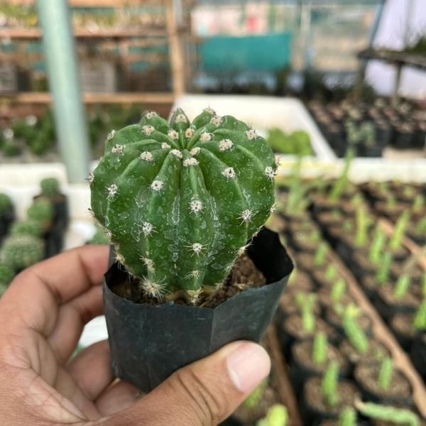 Four Cactus combo pack v1 - Image 5