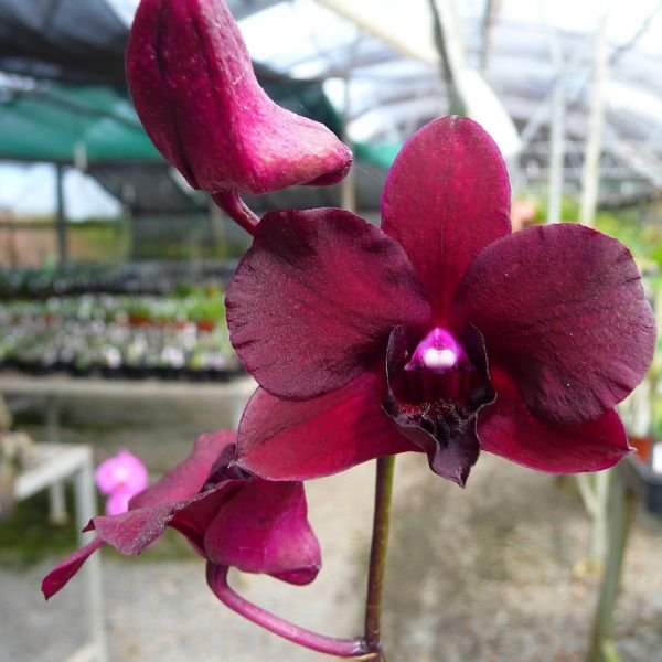 Dendrobium Airy Crimson - Image 6