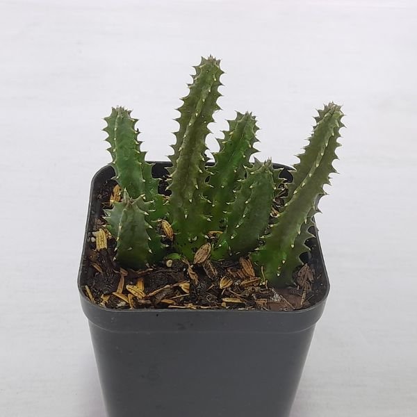 Huernia zebrina variegata cactus - Image 6