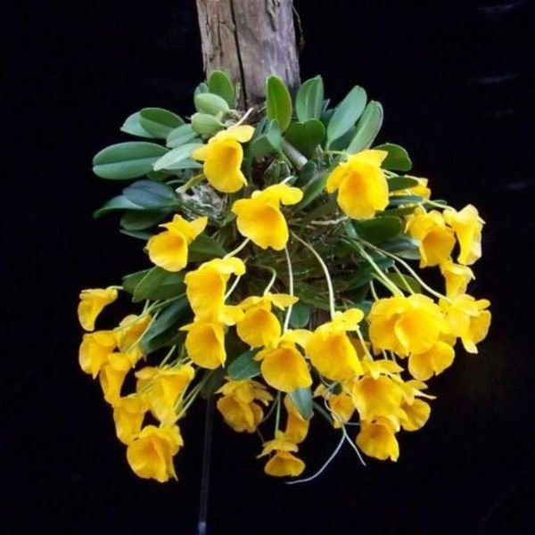 Dendrobium Jenkinsii Orchid - Image 5
