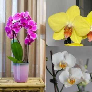 Image of pink Yellow White Phalaenopsis Orchid Combo