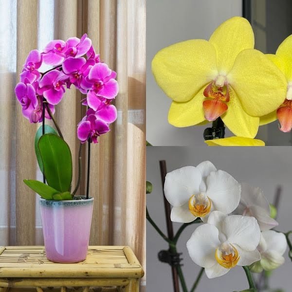 Image of pink Yellow White Phalaenopsis Orchid Combo
