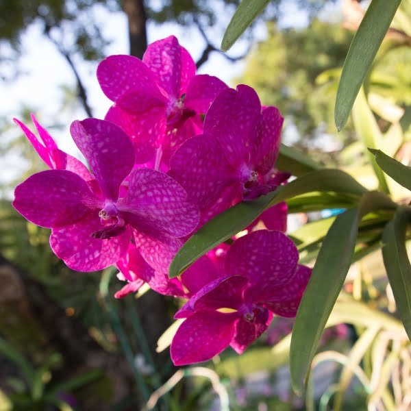 Image of vanda orchid