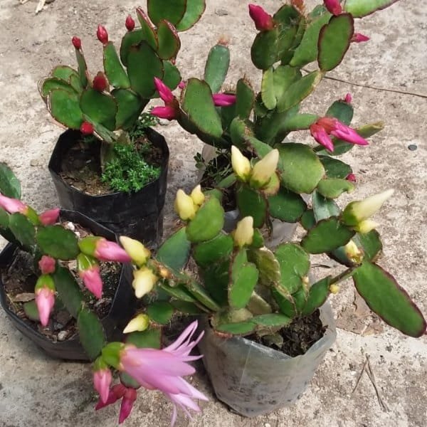 Image of christmas cactus combo