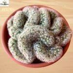 Image of Brain Cactus