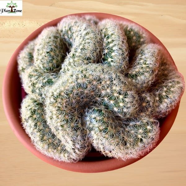 Image of Brain Cactus