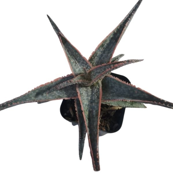 Aloe Bright Star - Image 6