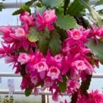 BrahmaKamal | Epiphyllum Pink