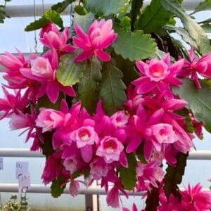 BrahmaKamal | Epiphyllum Pink