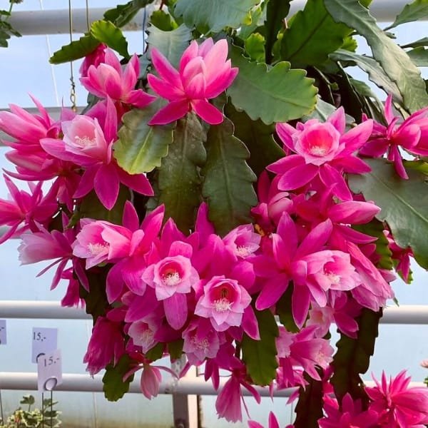 BrahmaKamal | Epiphyllum Pink