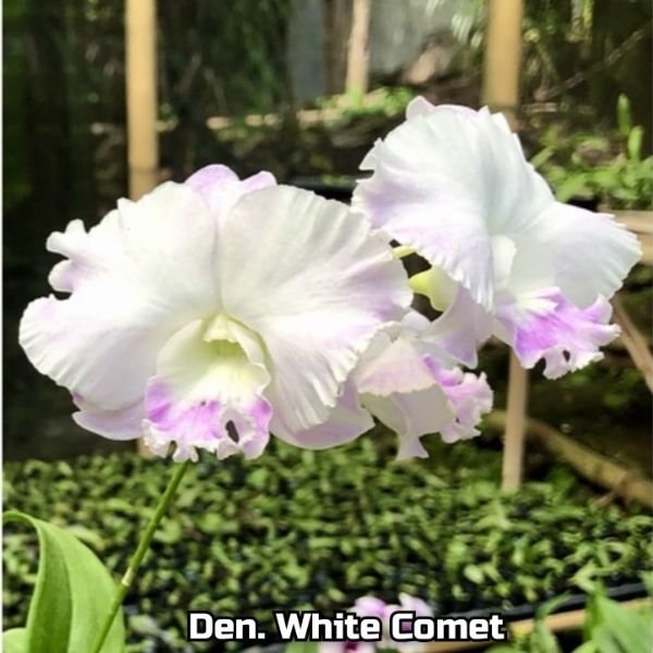 Dendrobium white comet - Image 3