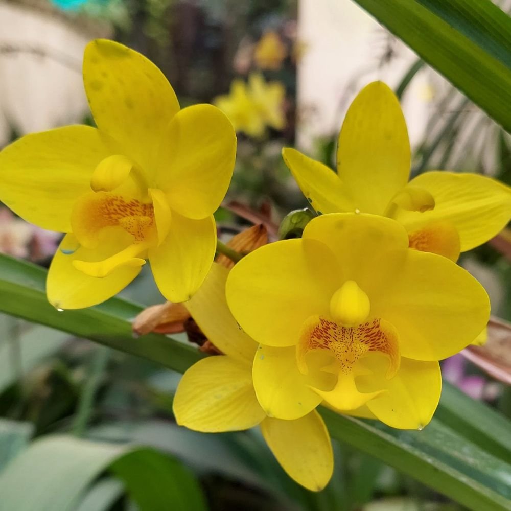 Ground Orchid | Spathoglottis Yellow Pornkasem - Image 3