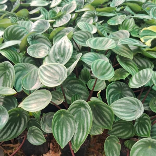 Watermelon peperomia - Image 3