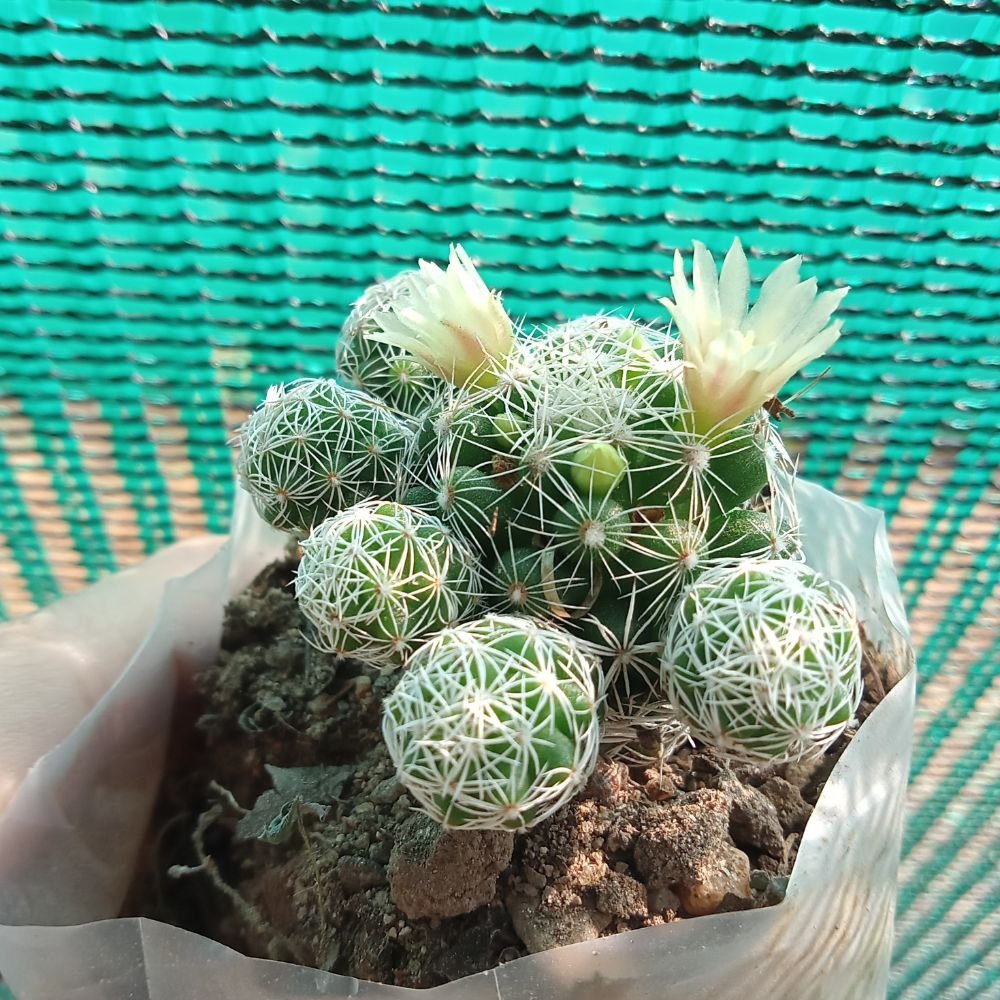 Four Cactus combo pack v1 - Image 4