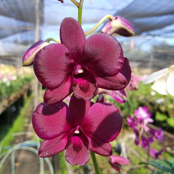 Dendrobium Airy Crimson - Image 5