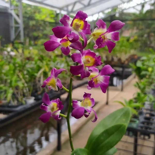 Dendrobium Burana Sunshine - Image 3