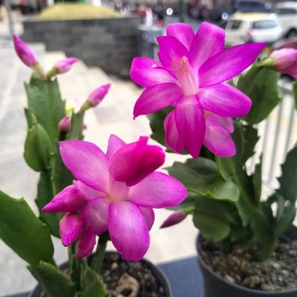 Christmas Cactus Combo - Image 4