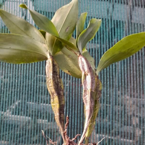 Dendrobium Farmeri Orchid - Image 4