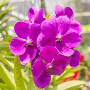 Image of vanda orchid
