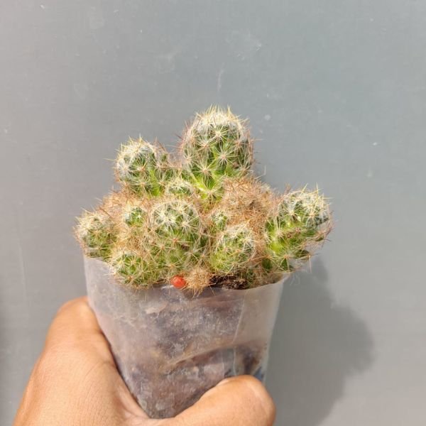 Mammillaria Prolifera cactus - Image 3