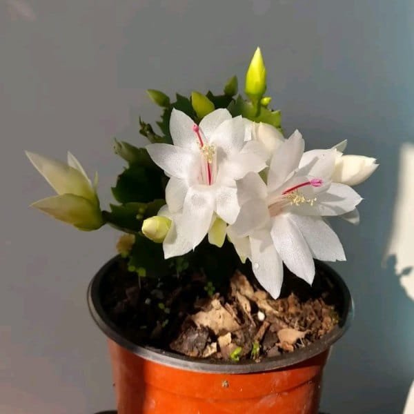 Image of white christmas cactus