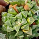 Haworthia mirabilis