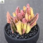 Image of Variegated fairy castle Cactus