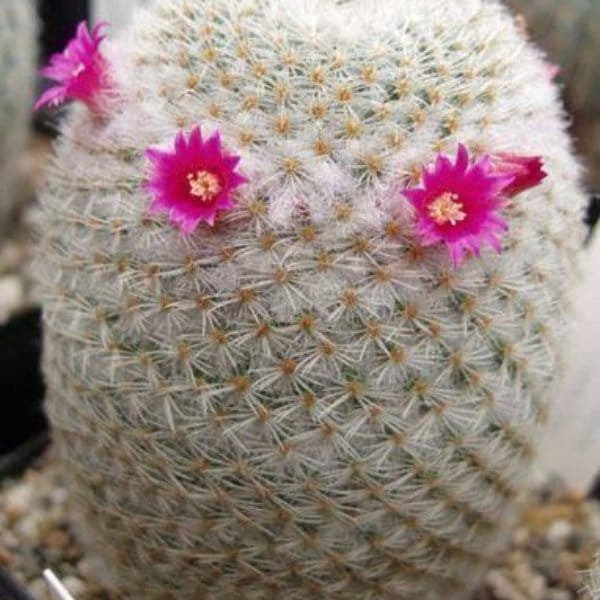 Image of Mammillaria Albilanata