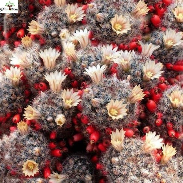 Image of Mammillaria Prolifera Black Spine Cactus