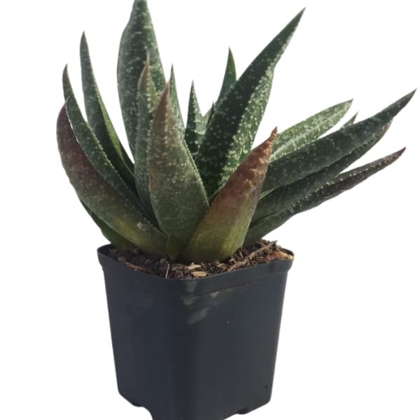 Aloe Brevifolia - Image 6