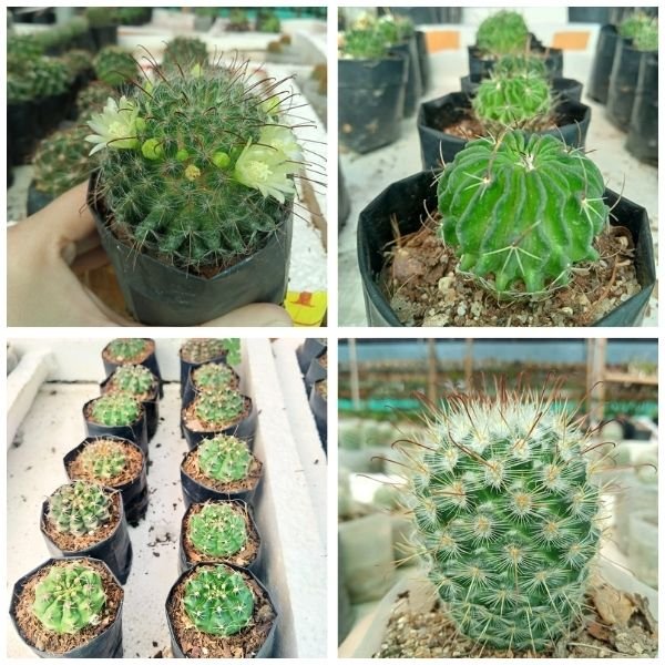 Four Cactus combo pack v5