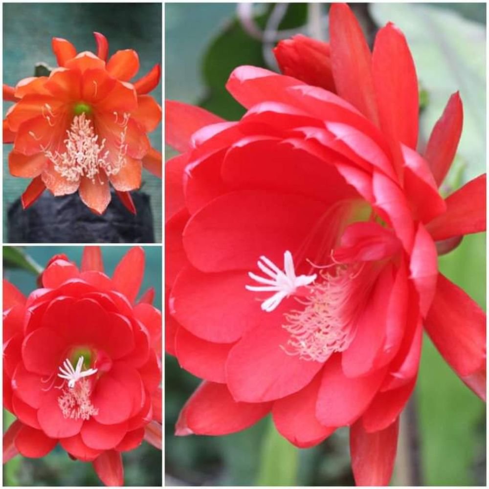 BrahmaKamal | Epiphyllum Red - Image 3